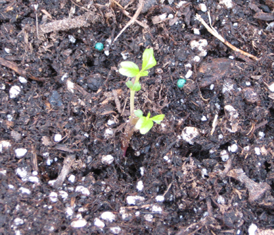 Picture of baby hibiscus plants.