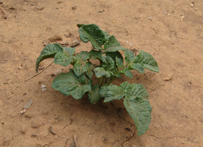 Bigger potato plant picture, read about potato growing tips.