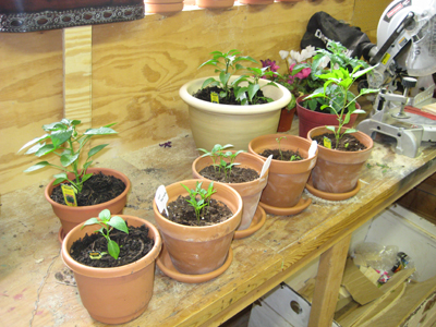All the potted veggies before we plant