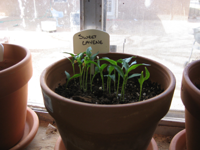 How to grow Sweet Cayene pepper plants.